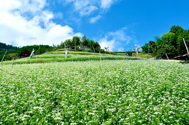 【徳島県】猿飼集落のソバ畑。