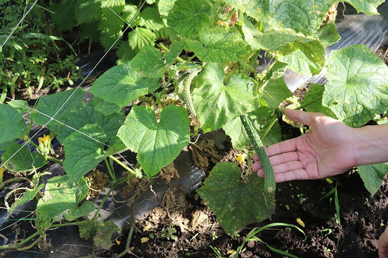 市場に出ることがほとんどない四葉きゅうりも発見。