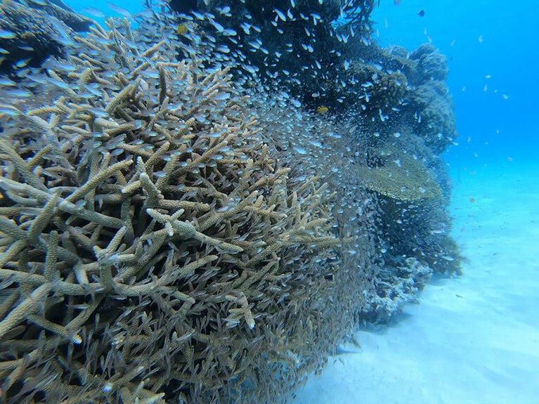 遠浅の米崎海岸の水面下は、白砂にサンゴのピースな風景。©伊平屋島観光協会