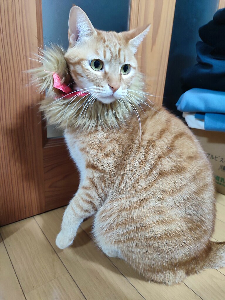 ロッキー オス 6歳。ファーを巻いたイケメン（nao222さん）。