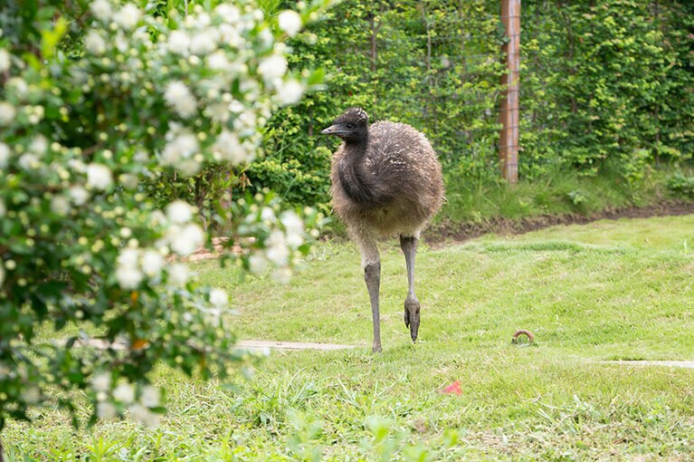 エミュー。