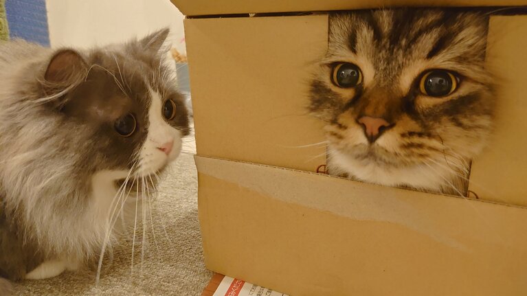 さくたろう＆りり ♂ 8歳、7歳。ダンボールに窓を開けたらさくたろうが顔だけ出していて、りりちゃんが不審者を見る顔で見てました（ばばさん）