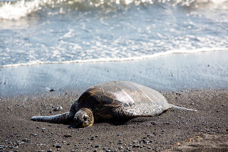 カメには近づかないようにご注意を。