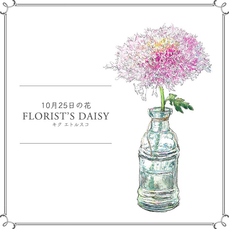 10月25日の花「キク エトルスコ」