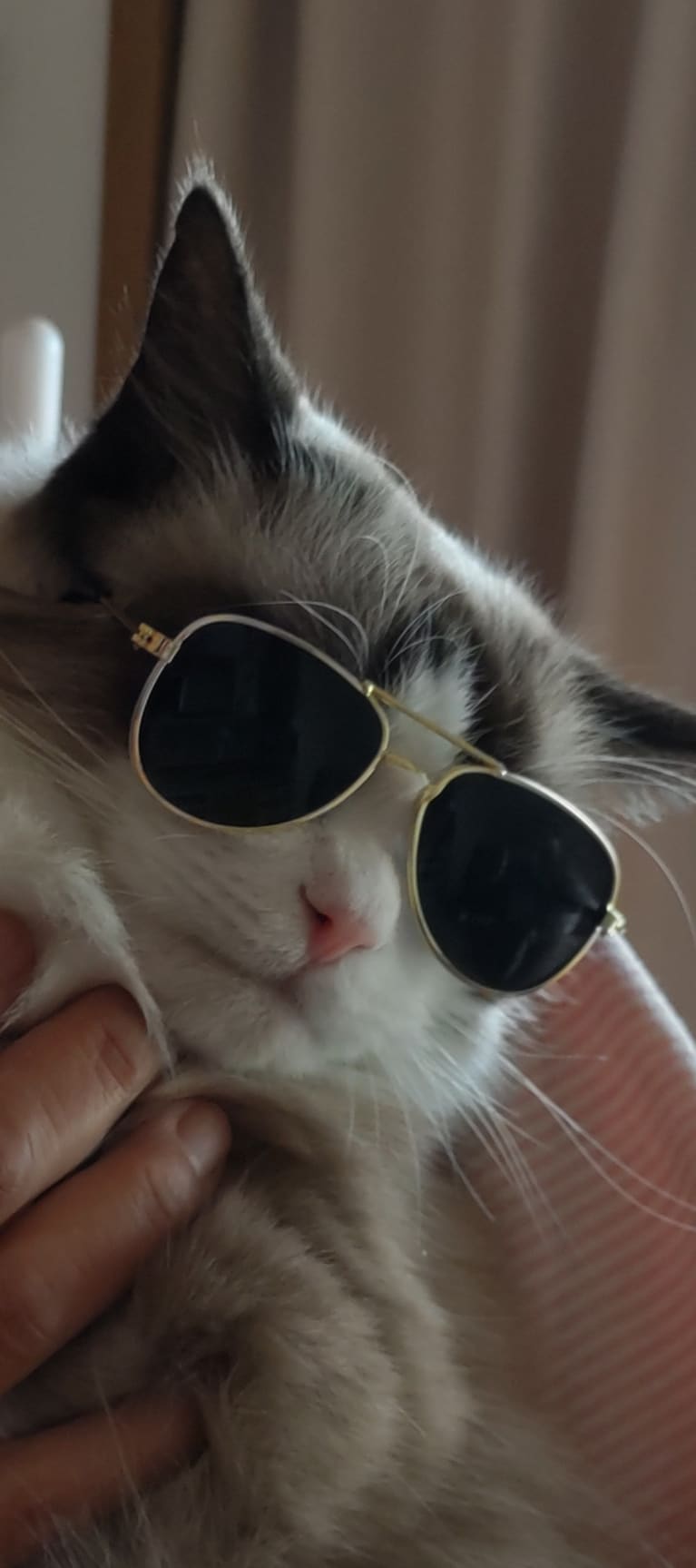 モナ ♀ 7歳。「サングラスを掛けたら私もスター✩」（飼い主さんより）。