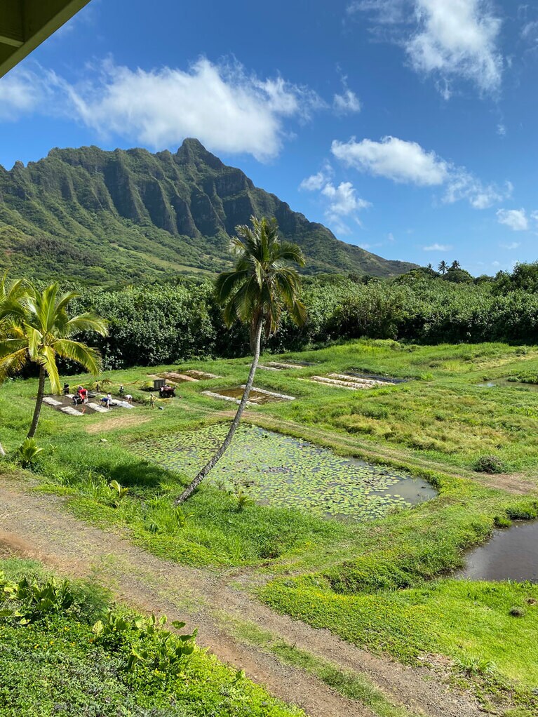 クアロア・ランチはコオラウ山脈がすぐ近くにあるため水田が多く、ここではタロイモ栽培を行っている。