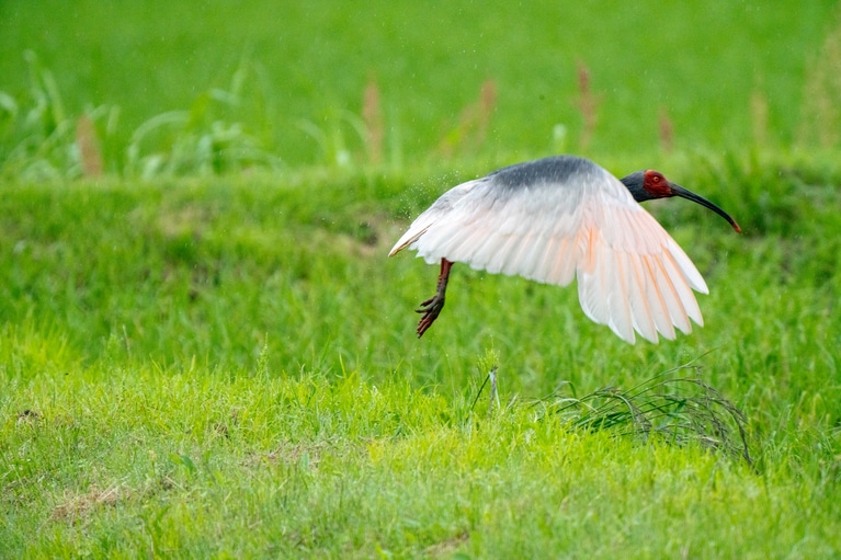 「初夏の佐渡島」　筧 悠里恵 「雨田の白翼」 トキロード。雨の滴を跳ね飛ばすかのように力強い飛翔でした。