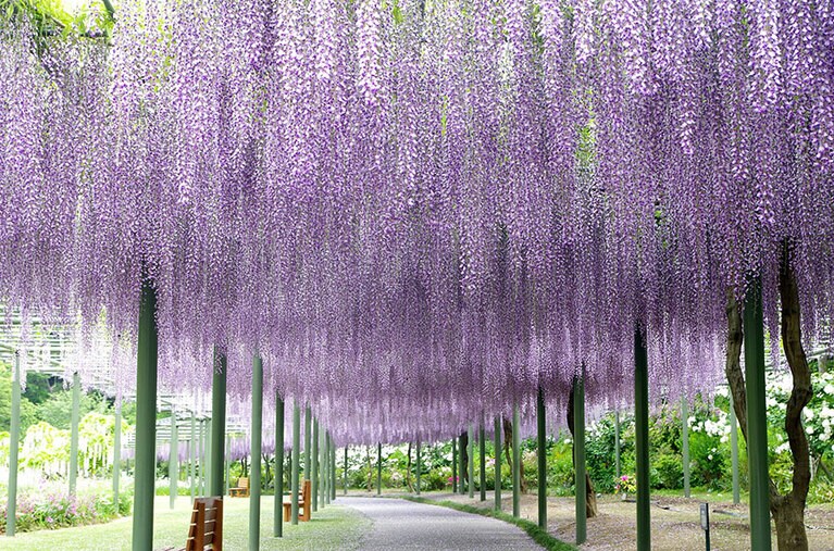 野田九尺フジ（はままつフラワーパーク）。