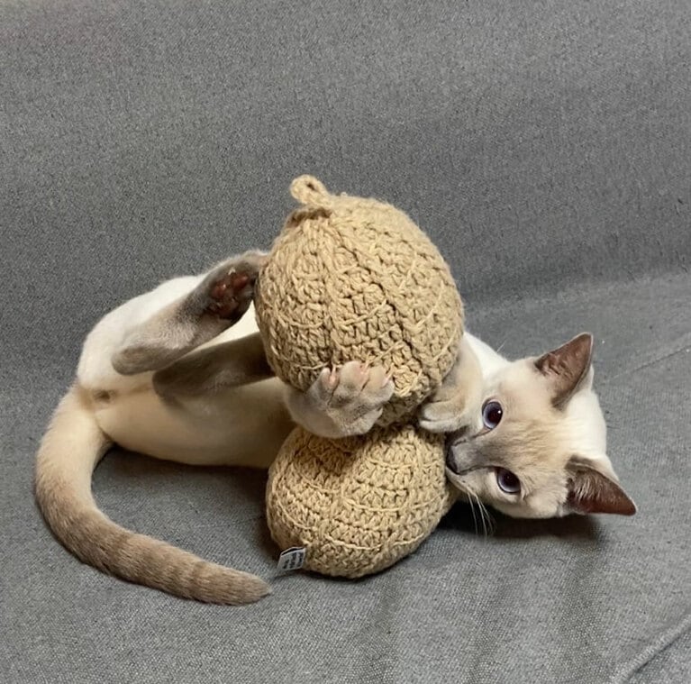 イルバーニ オス 1歳。