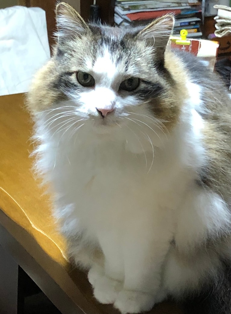 もも ♀ 12歳。「お母さんは野良ちゃんでした。生後1カ月半位の子猫を5匹連れて、我が家の庭にやって来たので全員保護しました。この子だけ長毛。ちょっとツンデレの可愛い女の子です。会う人みんなに「美人さんだね！」って褒められる自慢の子です。写真は12歳の頃、3年前（享年14歳）に癌のため亡くなりましたが、思い出を残したくて応募させていただきます」（飼い主さんより）。