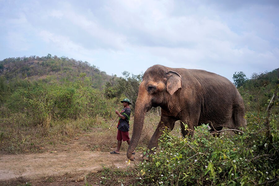 手が届くほどの距離で象との散歩を楽しむアクティビティは30分程。800タイバーツ。
