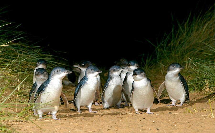 砂浜を歩く姿がたまらなくかわいい “ペンギン・パレード"。photo:Phillip Island Nature Park