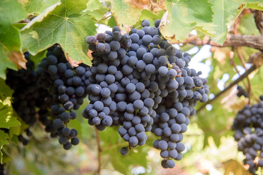 シャンパーニュ地方の地ブドウ「ムニエ」。黒ブドウ品種だが、シャンパーニュに使われている。粘土質の土壌に適し、通常ブドウ栽培が難しい気象条件でも生育が可能。しなやかでフルーティなワインができ、熟成が早く、アサンブラージュ（ブレンド）によってワインに丸みを与える。©hrabar