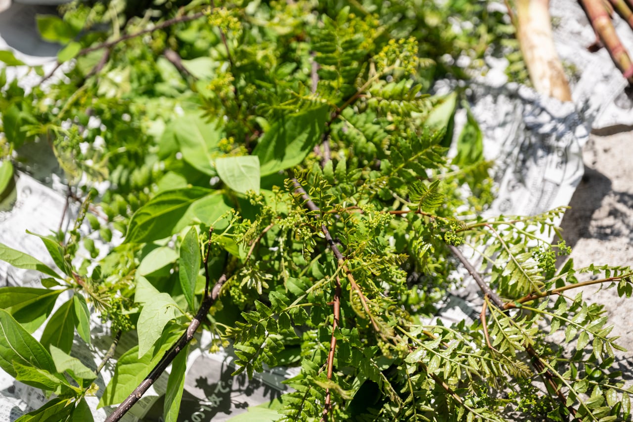 木の芽(山椒の新芽)も収穫。採りたての山菜は、乾燥を防ぐため新聞紙で包みます。
