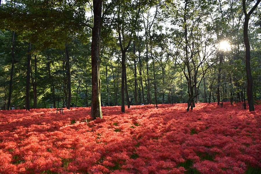 【埼玉県】巾着田曼珠沙華まつり。