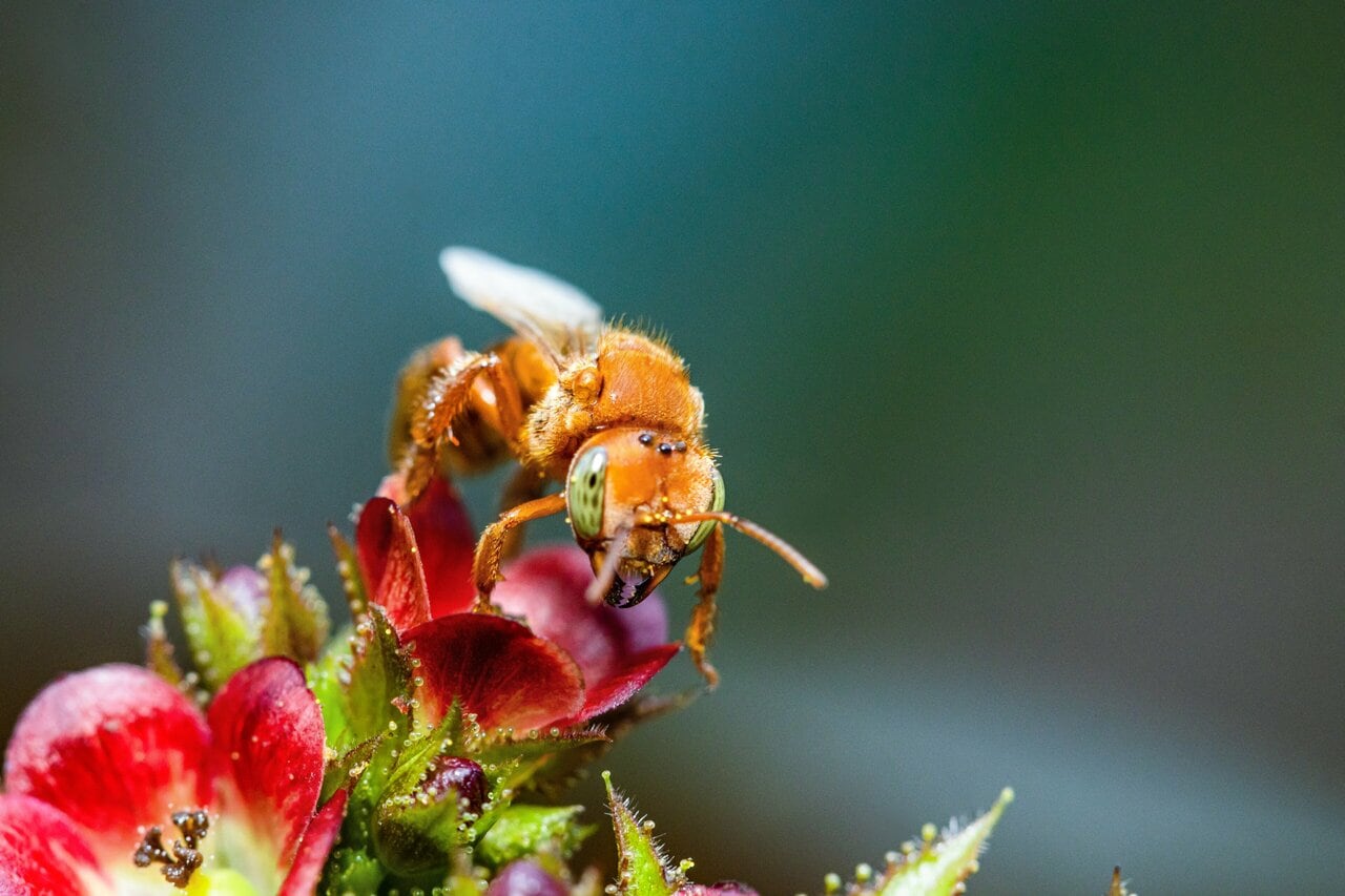 アマゾンの熱帯雨林で花から蜜を集めるハリナシバチ。©Luis Garcia Solsol/Amazon Research Internacional