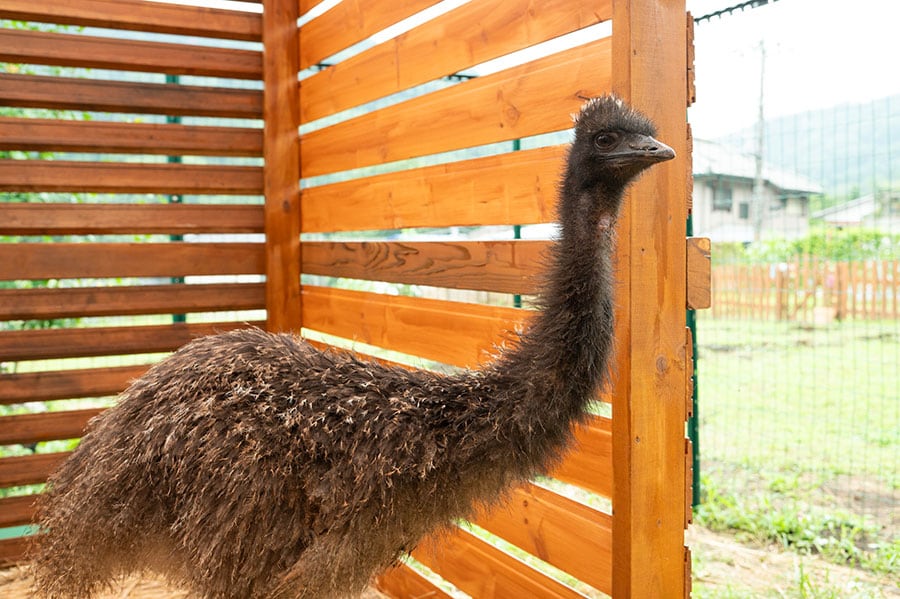 飼育小屋のエミュー。