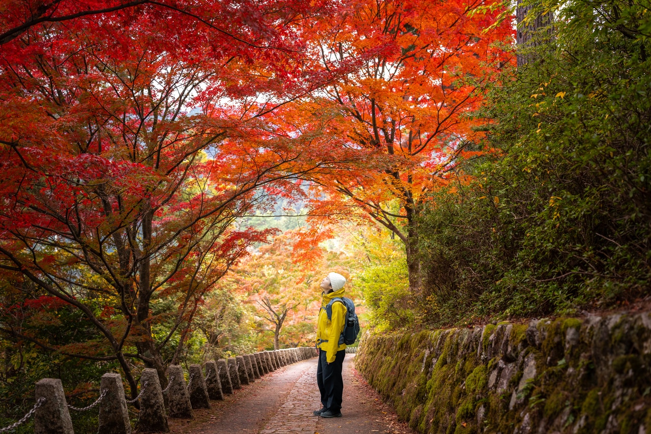 高城山山頂へつづく坂道は紅葉の名所。