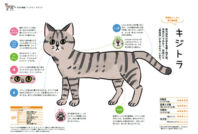 キジトラはワイルドでツンデレ、 茶トラはやんちゃで甘えん坊。 猫の毛色と模様で性格がわかる？