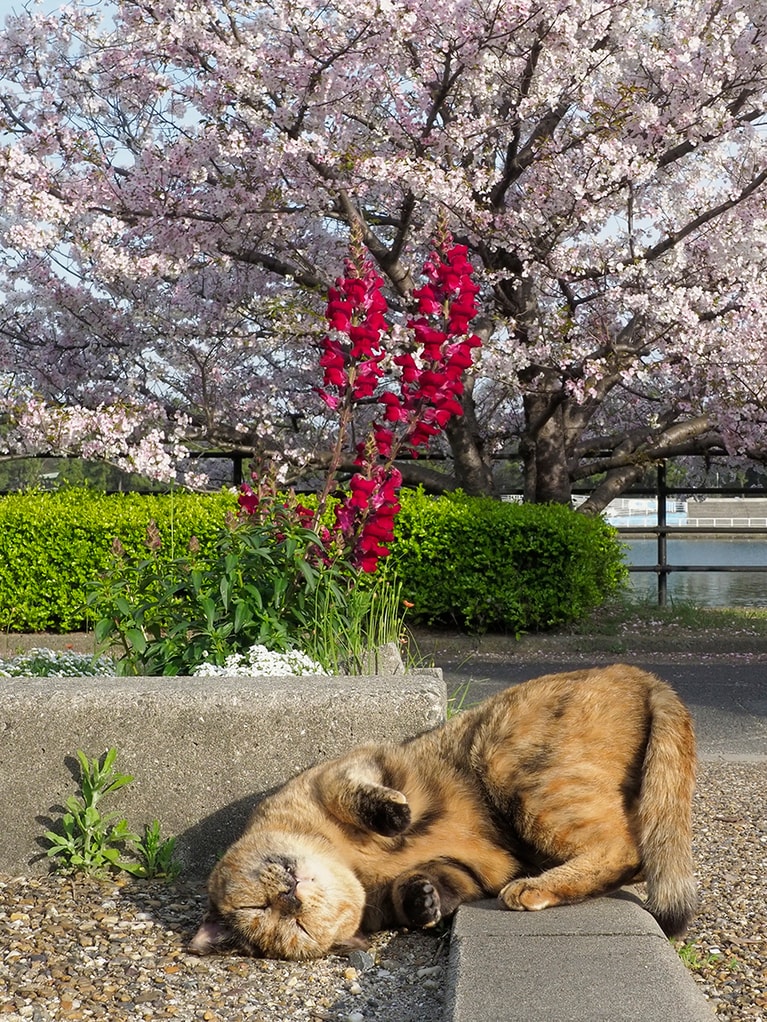 「春なのニャ～～♪」