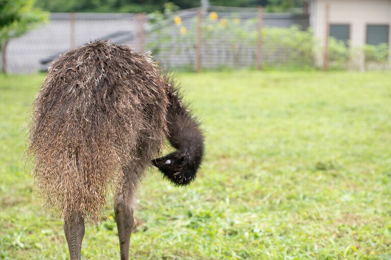 エミュー。