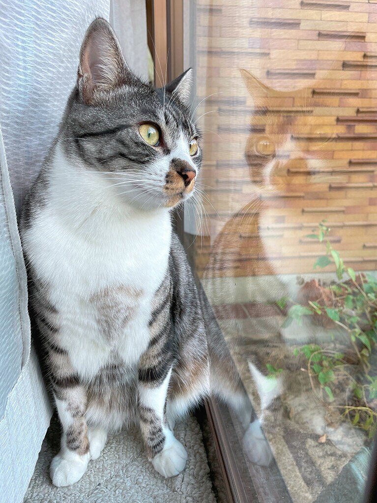 にゃんたろ ♂ 3歳。毎日お庭のセキュリティ管理をしてくれてます！甘えん坊でよく首を傾げる姿はかわいいけど、お庭を見てる時の姿はとても凛々しいです。