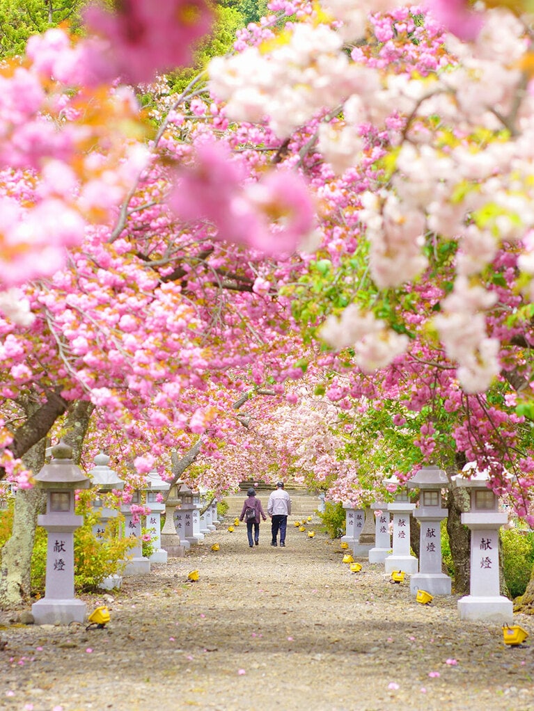 【滋賀県】長浜市伊香具神社の桜。
