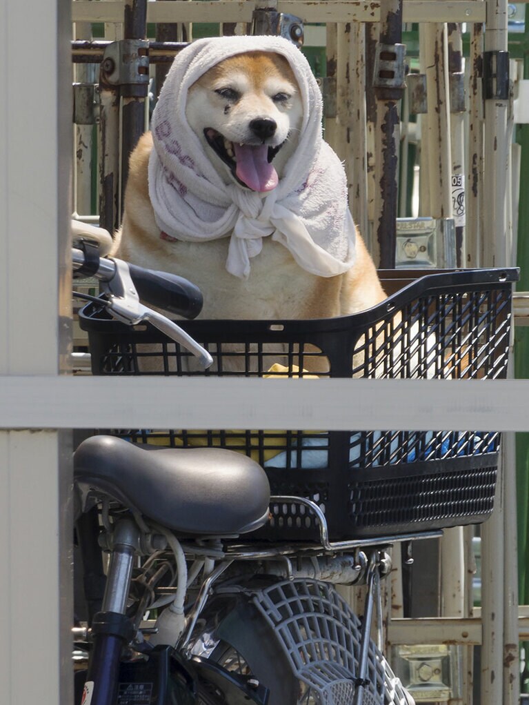 vol.056「陽射しが強いからワン……ご主人が『日焼け対策』をしてくれたワン」