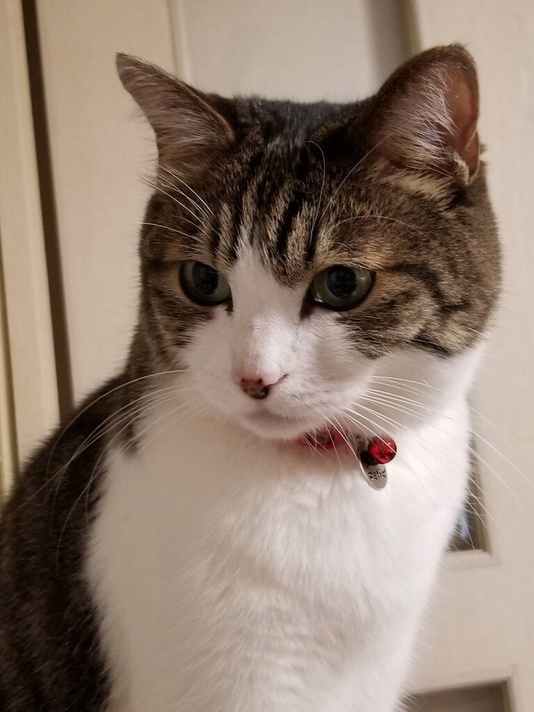 【グランプリNo.2】クロ ♂ 7歳。7年前に野良猫ちゃんから家猫になりました。羽布団の下に潜るのが大好きです。