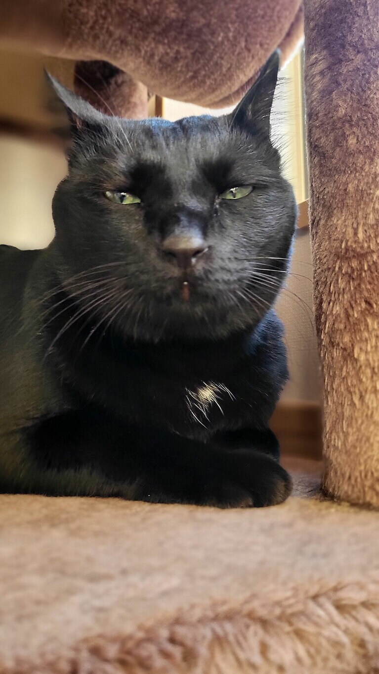 KUU ♀ 3歳。いつものようにシャッターを切ってたら、この顔が撮れて(笑)。ある意味ベストショットになりました。本当の姿は黒猫で鍵尻尾が、チャームポイントのツンデレ美人さんです（ゆかちんさん）