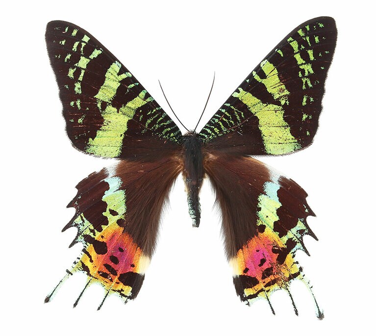 ニシキオオツバメガ (C)丸山宗利。