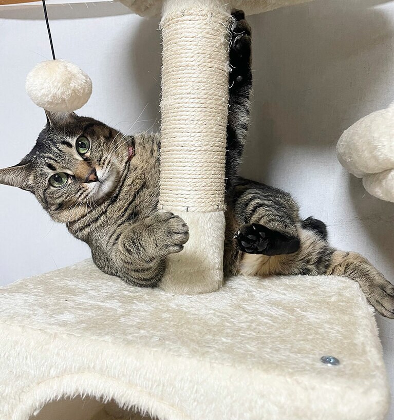 ココ メス 2歳。ポールダンサーcoco。美脚を魅せつけてドヤ顔ポーズ（トチまるさん）。