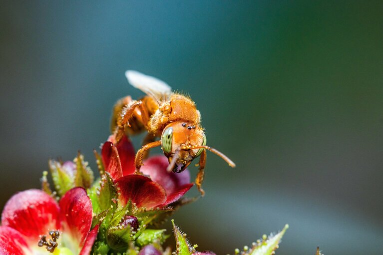アマゾンの熱帯雨林で花から蜜を集めるハリナシバチ。©Luis Garcia Solsol/Amazon Research Internacional