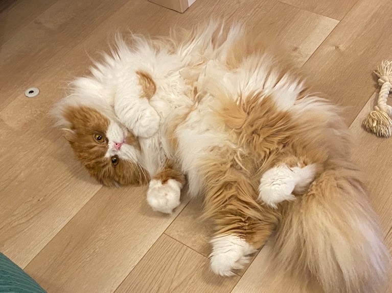 ショコラ ♂ 5歳。いつもはツンデレで全然こちらに来てくれない猫ちゃんですが、ご飯が欲しくて朝起きるまで枕元に圧かけてきたり、お腹見せてきたり理由はわかっているのに抜け出せない沼系猫です！笑（kyonさん）