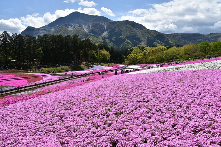 芝桜の丘／埼玉県