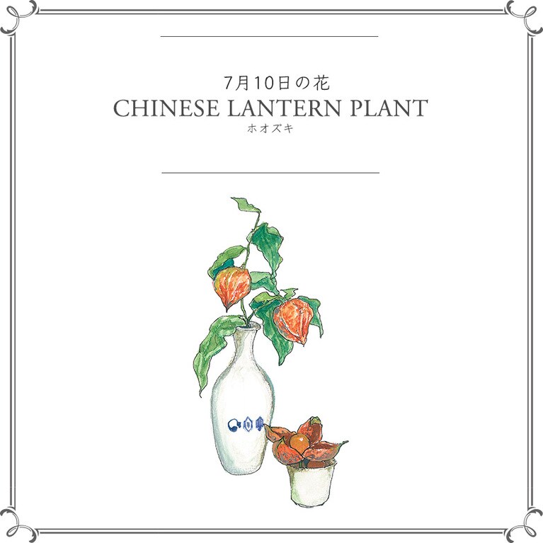 7月10日の花「ホオズキ」