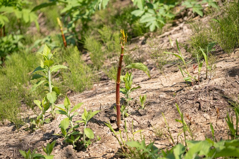 イタドリ。別名スッカンボは、折り曲げたときにポンッと折れるところから上を収穫します。
