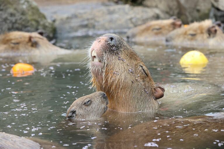 温泉でくつろぐカピパラの赤ちゃん