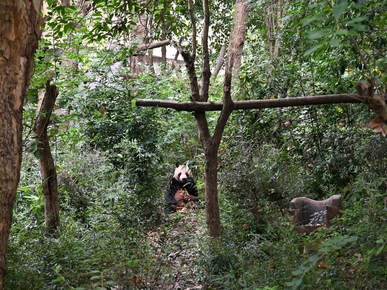 成都基地で暮らす、フランス生まれの円夢。2023年10月16日。