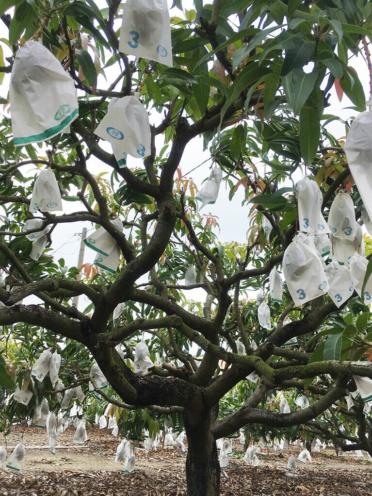 最初は木の高い場所に生っているマンゴー。