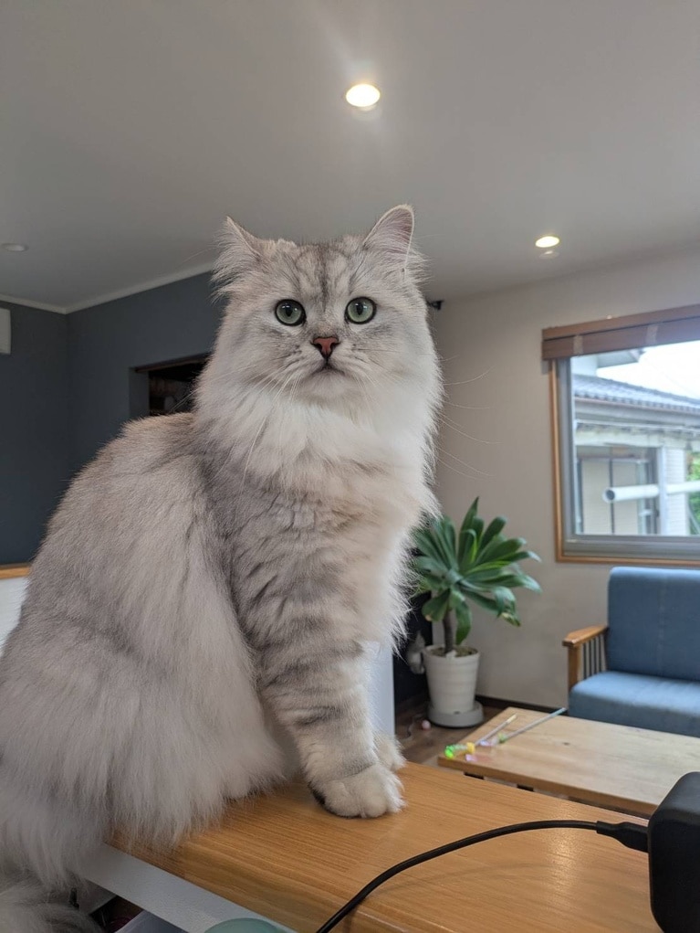 カール ♂ 1歳。「イケメン気取り！」（飼い主さんより）。