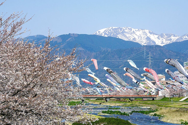 相川鯉のぼり一斉遊泳。