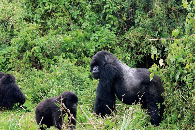 アマホロの家族を率いる「シルバーバック」のUbumwe（右）。穏やかな性格だという。