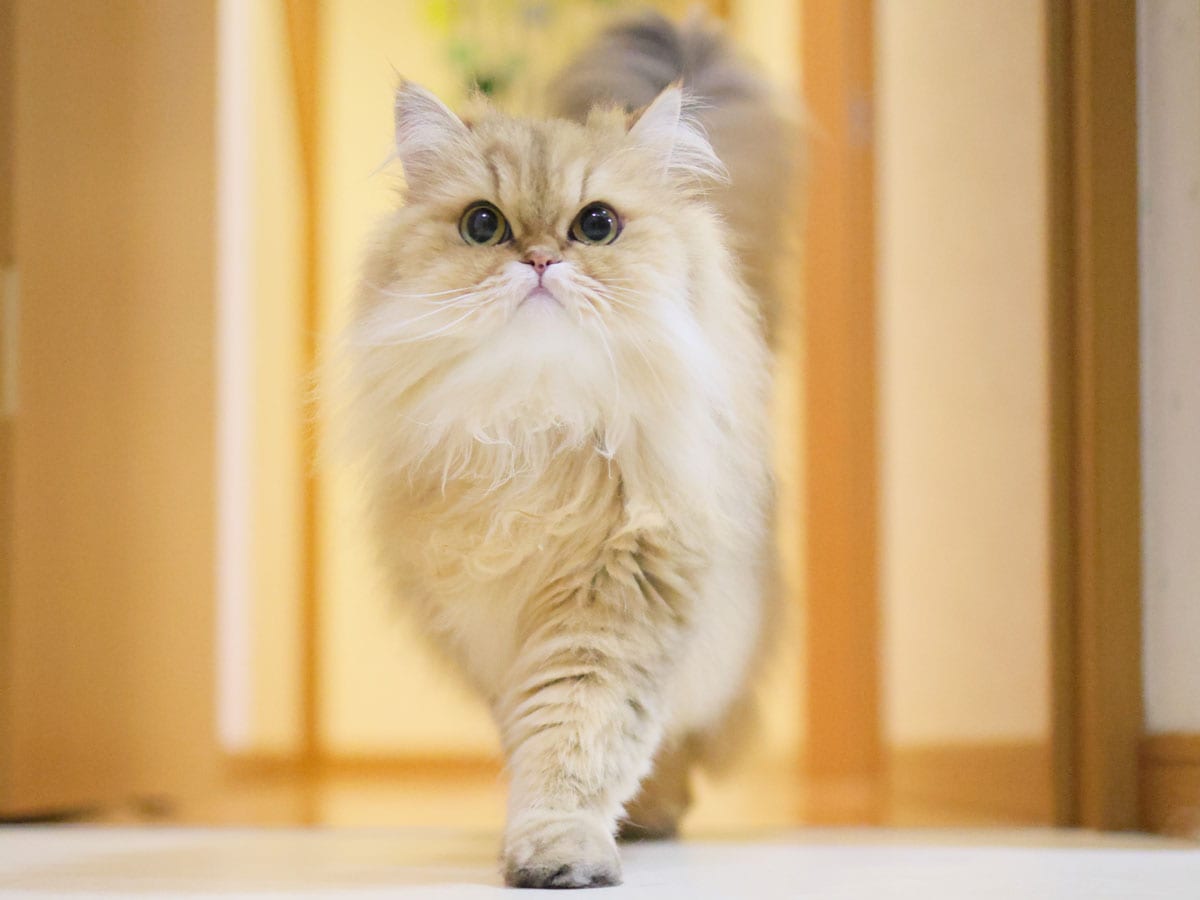 かわいいニャングランプリ2025】その輝きにノックダウン！ 美猫部門