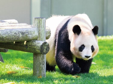 【非売品】アドベンチャーワールド　双子パンダ DVD 写真 A4フレーム レア バリバリ竹を割る音、息づかい…アドベンチャーワールドのパンダ4頭の