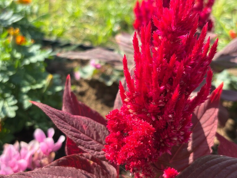 寄りでも細部まで美しく。それにしても色が目で見た通りの鮮やかさ。