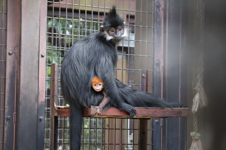 5月7日撮影のアマナツとダイダイ親子。目がくりくりで愛らしい／写真提供＝ズーラシア