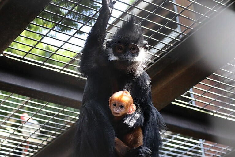 ダイダイとアマナツ。5月7日撮影／写真提供＝ズーラシア