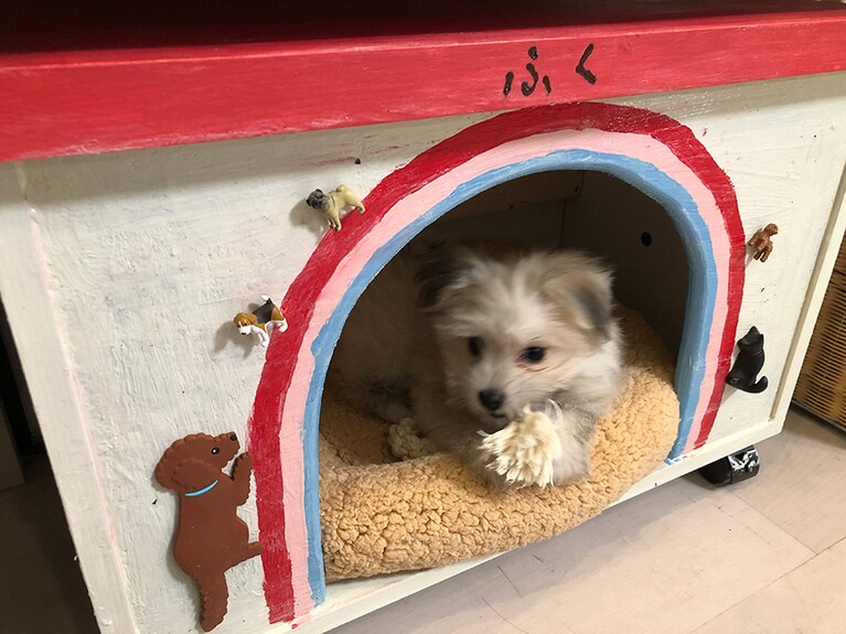 うちの子ベストショット③「今では入れない、手作り小屋」