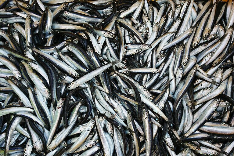 カタクチイワシ、いっぱいです。